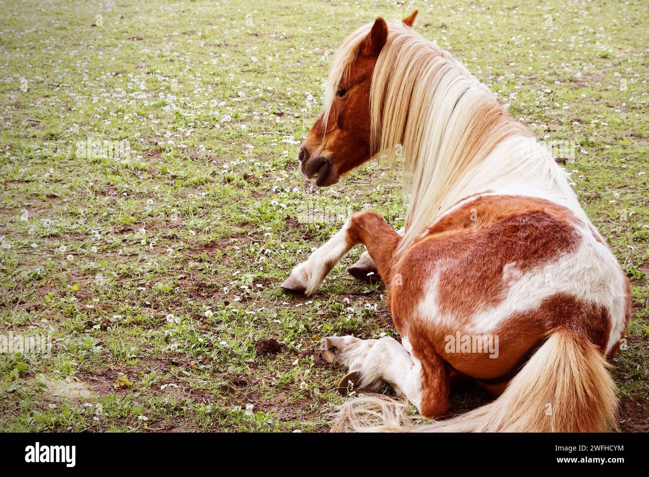 Cavallo marrone riposato in un campo pittoresco Foto Stock
