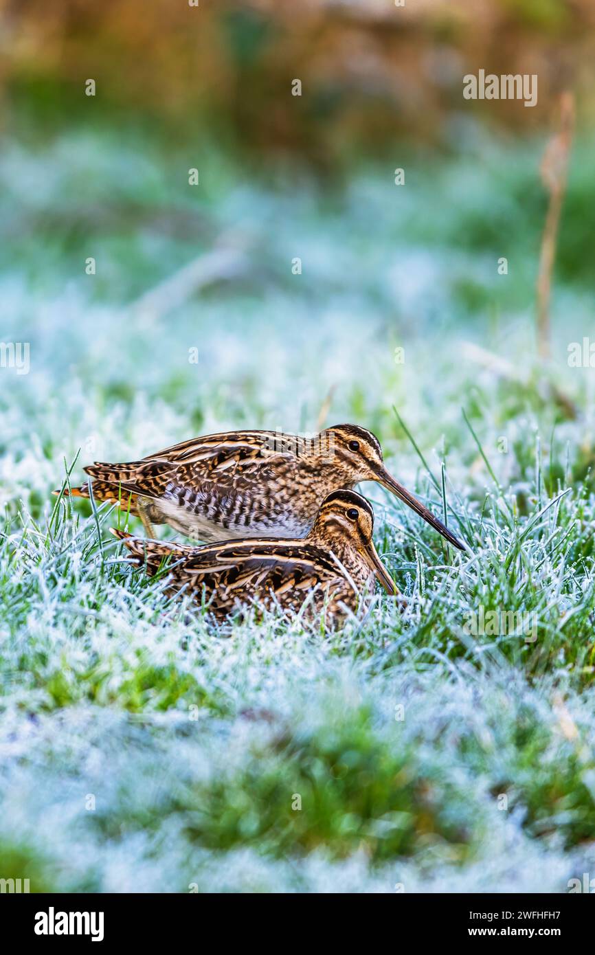 Snipe comune, Gallinago gallinago, che dà da mangiare agli uccelli sulle paludi ghiacciate Foto Stock