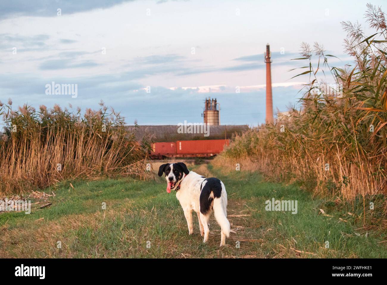 Cane bianco e nero che cammina liberamente nel fiel di campagna mentre dorato dorato Hor tramonto Foto Stock