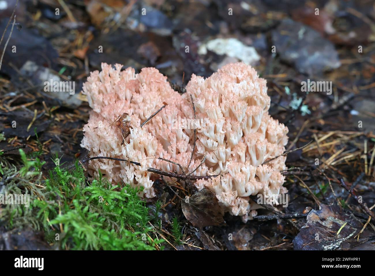 Ramaria botrytis, comunemente noto come il corallo raggruppato, il fungo corallino con punta rosa, o il corallo cavolfiore, fungo selvatico dalla Finlandia Foto Stock