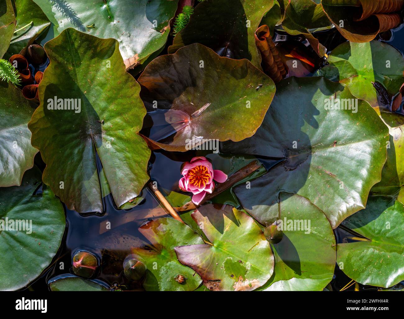 Fiori di Nymphaea 'Masaniello'. hardy flowers. Piante acquatiche. Stagione estiva Foto Stock