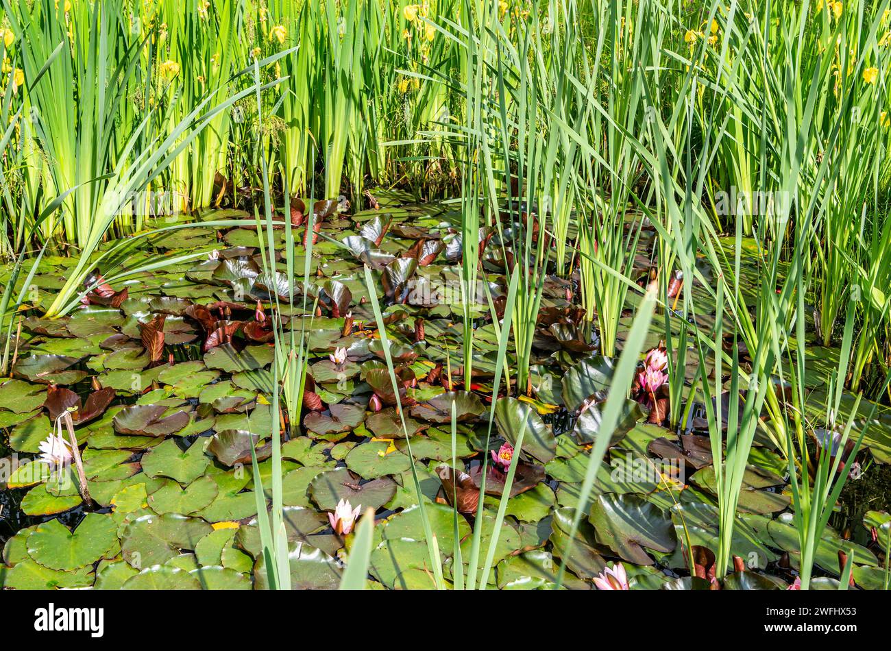 Fiori di Nymphaea 'Masaniello'. hardy flowers. Piante acquatiche. Stagione estiva Foto Stock