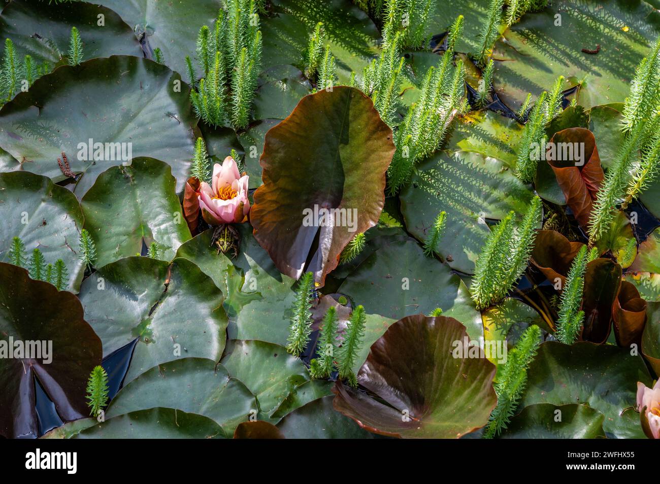 Fiori di Nymphaea 'Masaniello'. hardy flowers. Piante acquatiche. Stagione estiva Foto Stock
