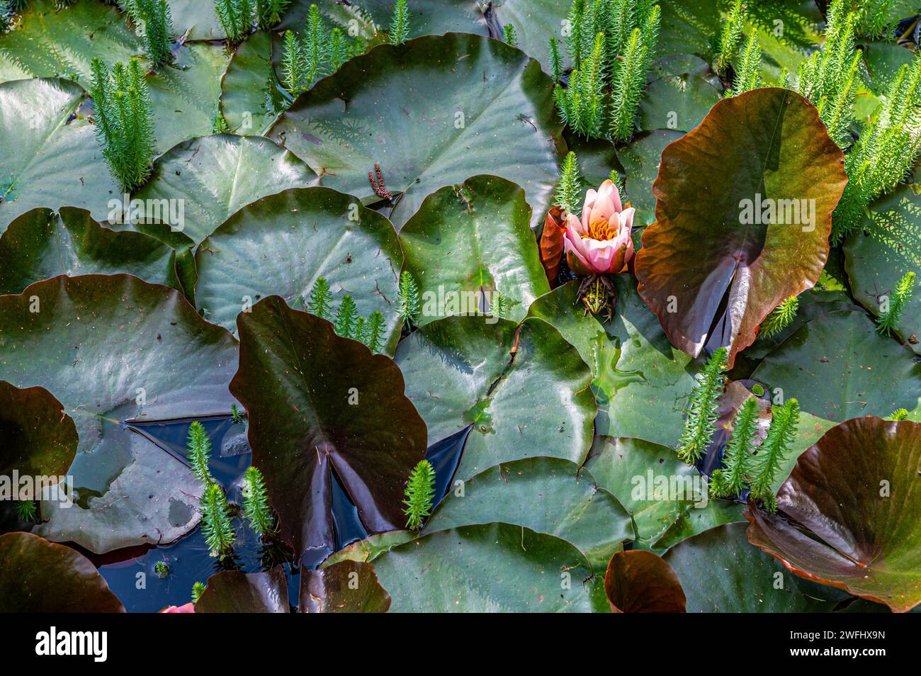 Fiori di Nymphaea 'Masaniello'. hardy flowers. Piante acquatiche. Stagione estiva Foto Stock