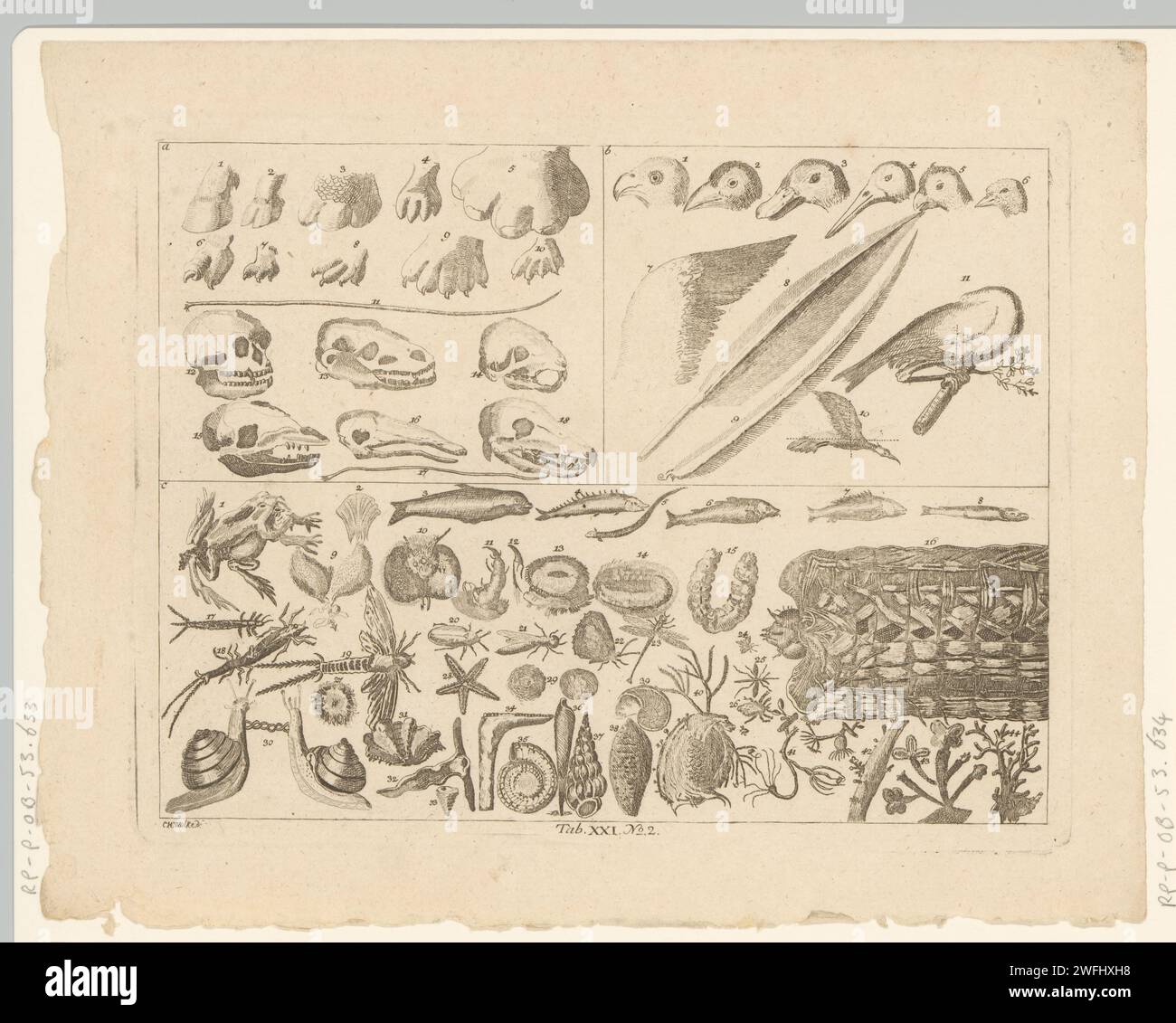 Rappresentazione enciclopedica degli animali, Johanna Dorothea sysang (attribuito a), dopo Christian Heinrich Wolke, 1774 stampa di animali incisi su carta Foto Stock