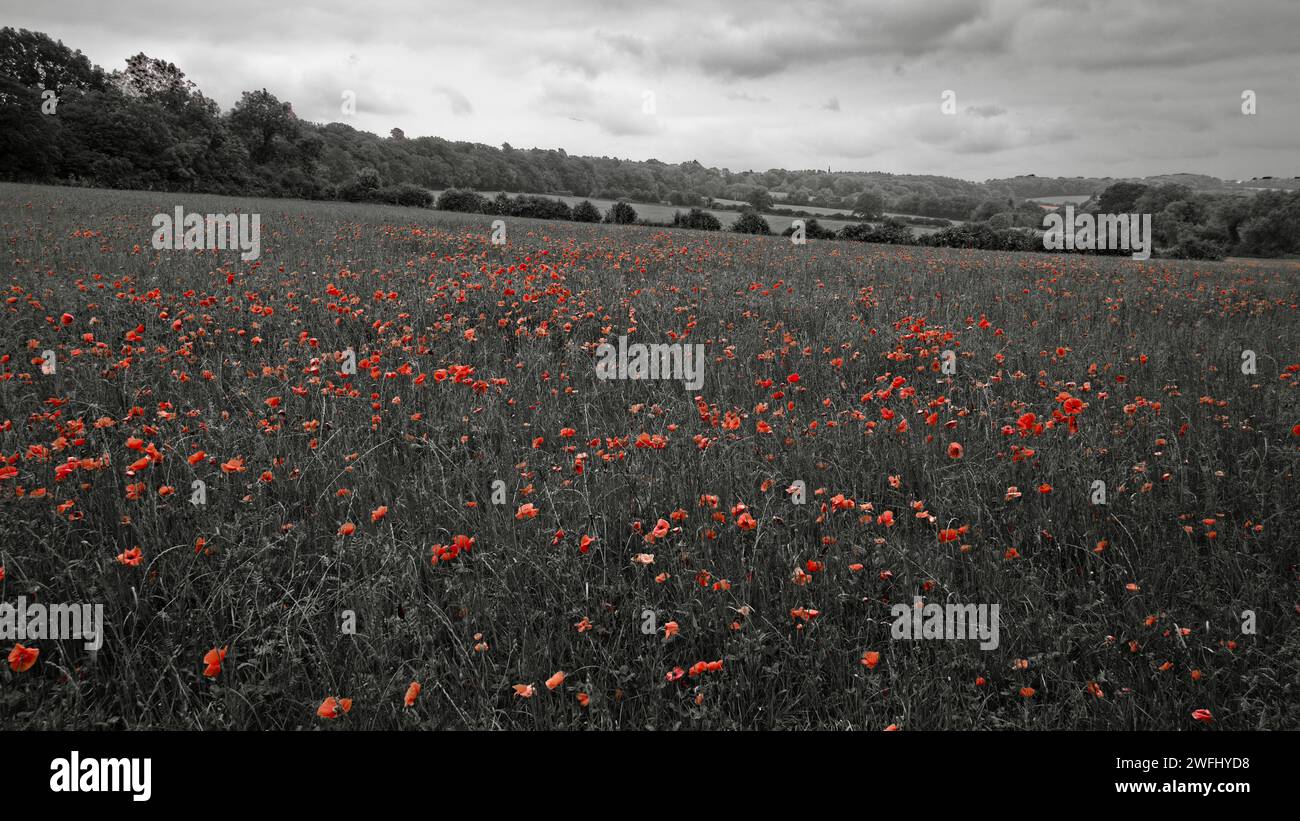 Campo di papaveri - bianco e nero - colore Foto Stock