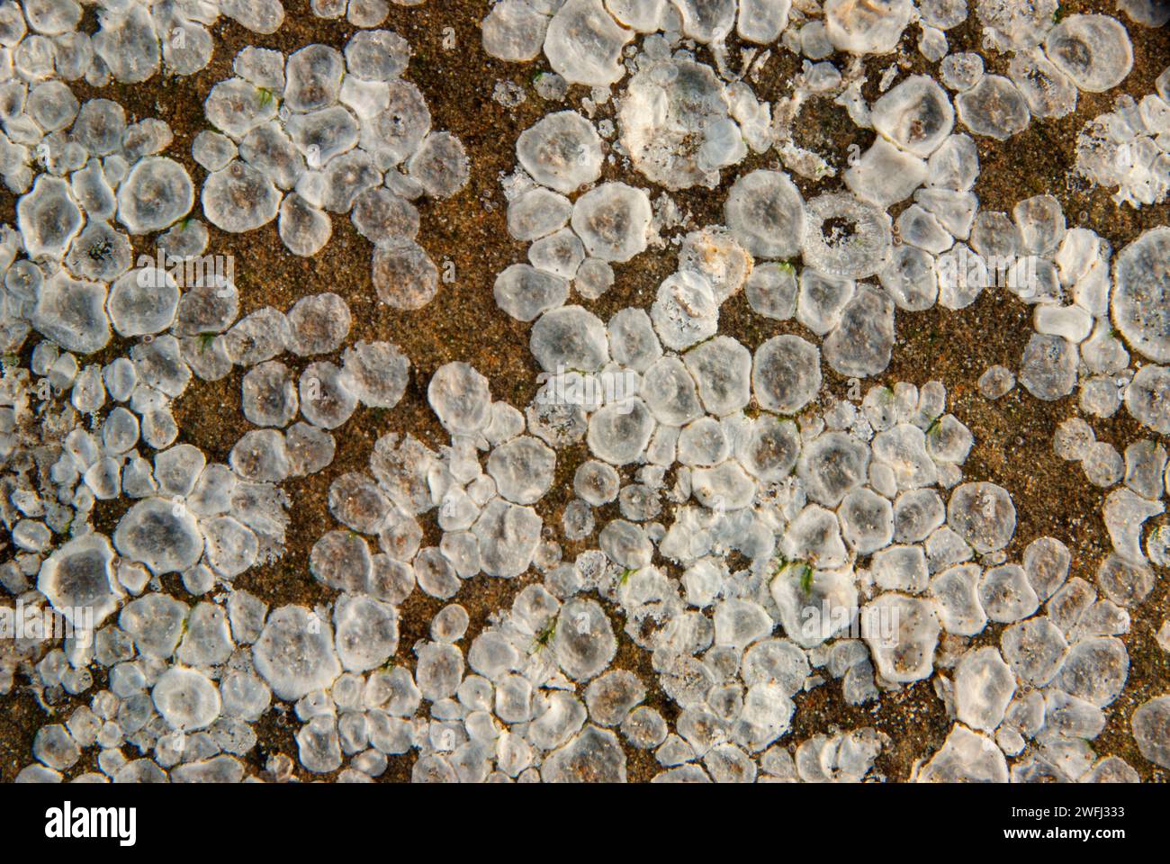 Barnacle marchi, sette demoni State Park, Oregon Foto Stock