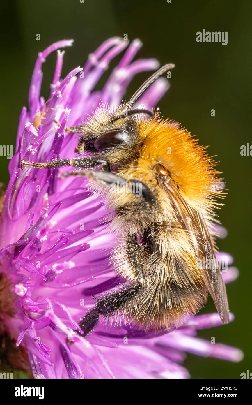 Carder Bee pollinating Common Knapweed a Bannau Brychenniog Foto Stock