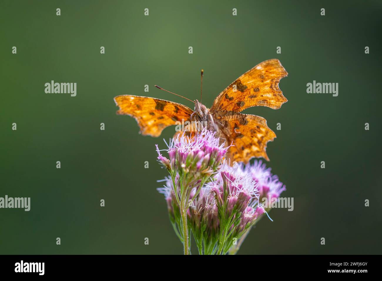 Virgola butterfly Polygonia c-album in appoggio sulla vegetazione nella prateria vista laterale Foto Stock