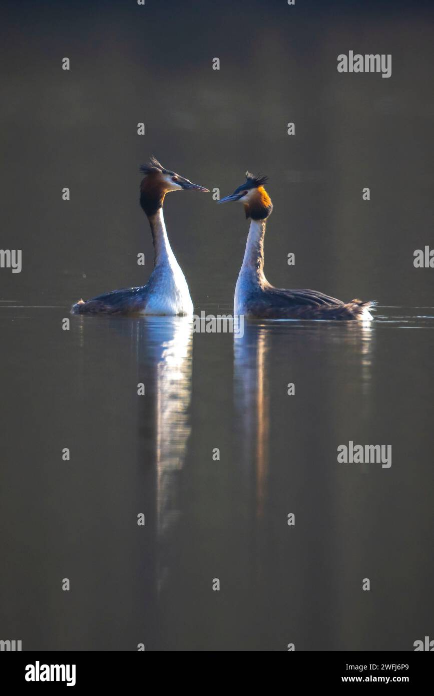 Closeup di una coppia di grebe a collo nero, podiceps nigricollis, in estate tuono di danza corso sulla superficie d'acqua di un lago. Foto Stock