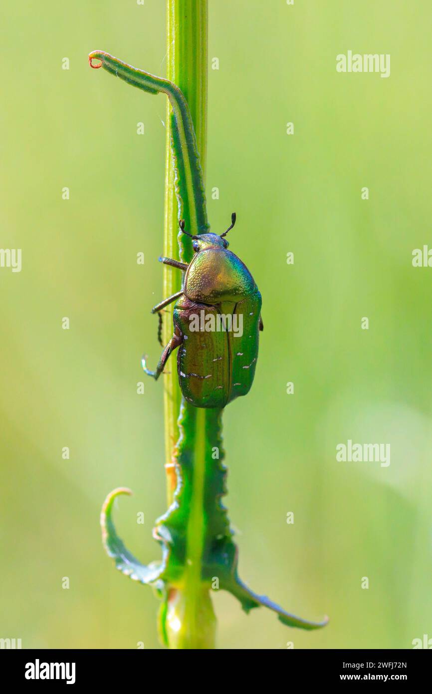 Primo piano di una cetonia aurata, uno scarabeo rosa verde che sale su un gambo d'erba in un prato Foto Stock