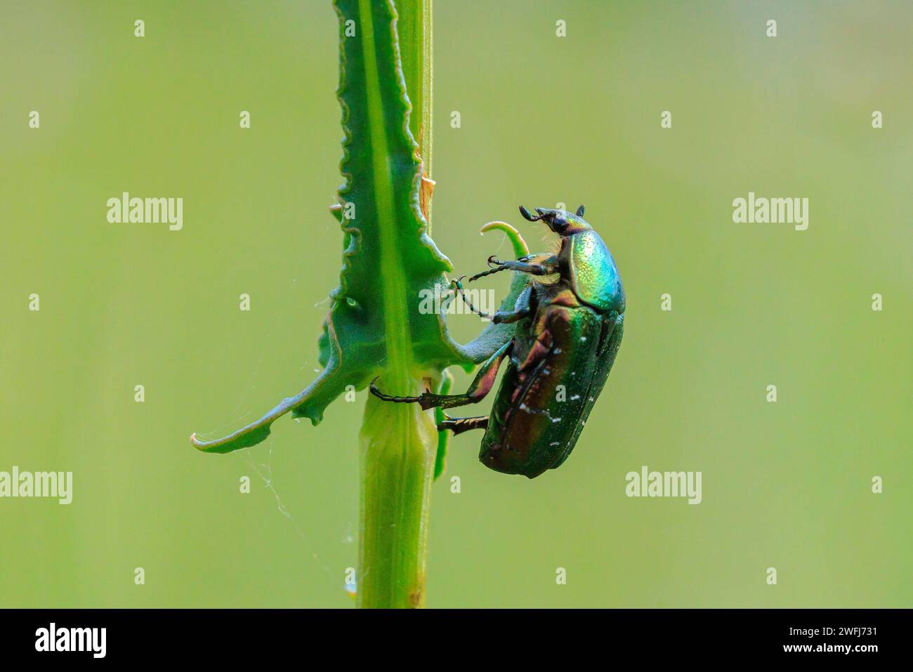 Primo piano di una cetonia aurata, uno scarabeo rosa verde che sale su un gambo d'erba in un prato Foto Stock
