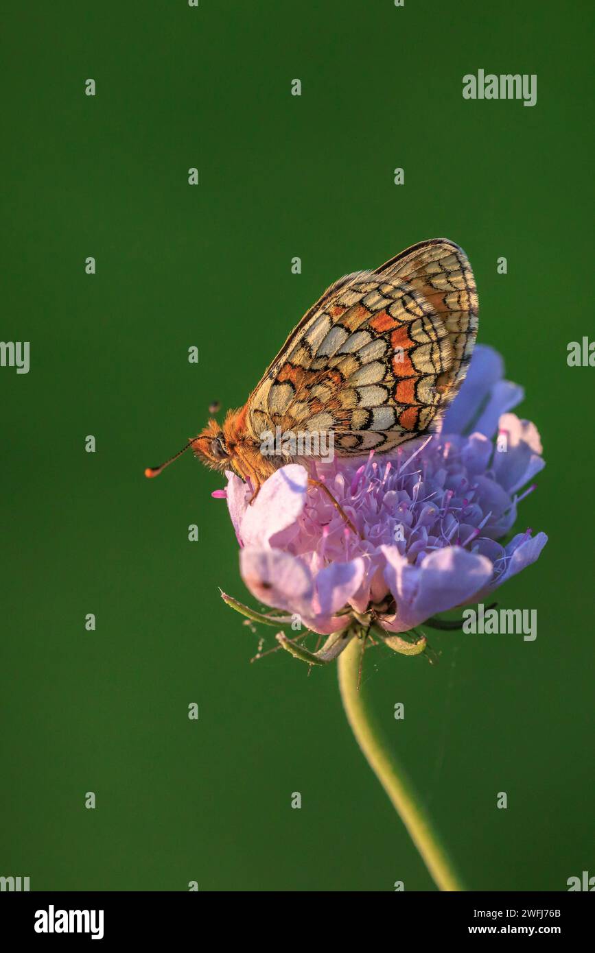 Heath farfalla di fritillary, melitaea athalia, impollinante in un campo di fiori Foto Stock