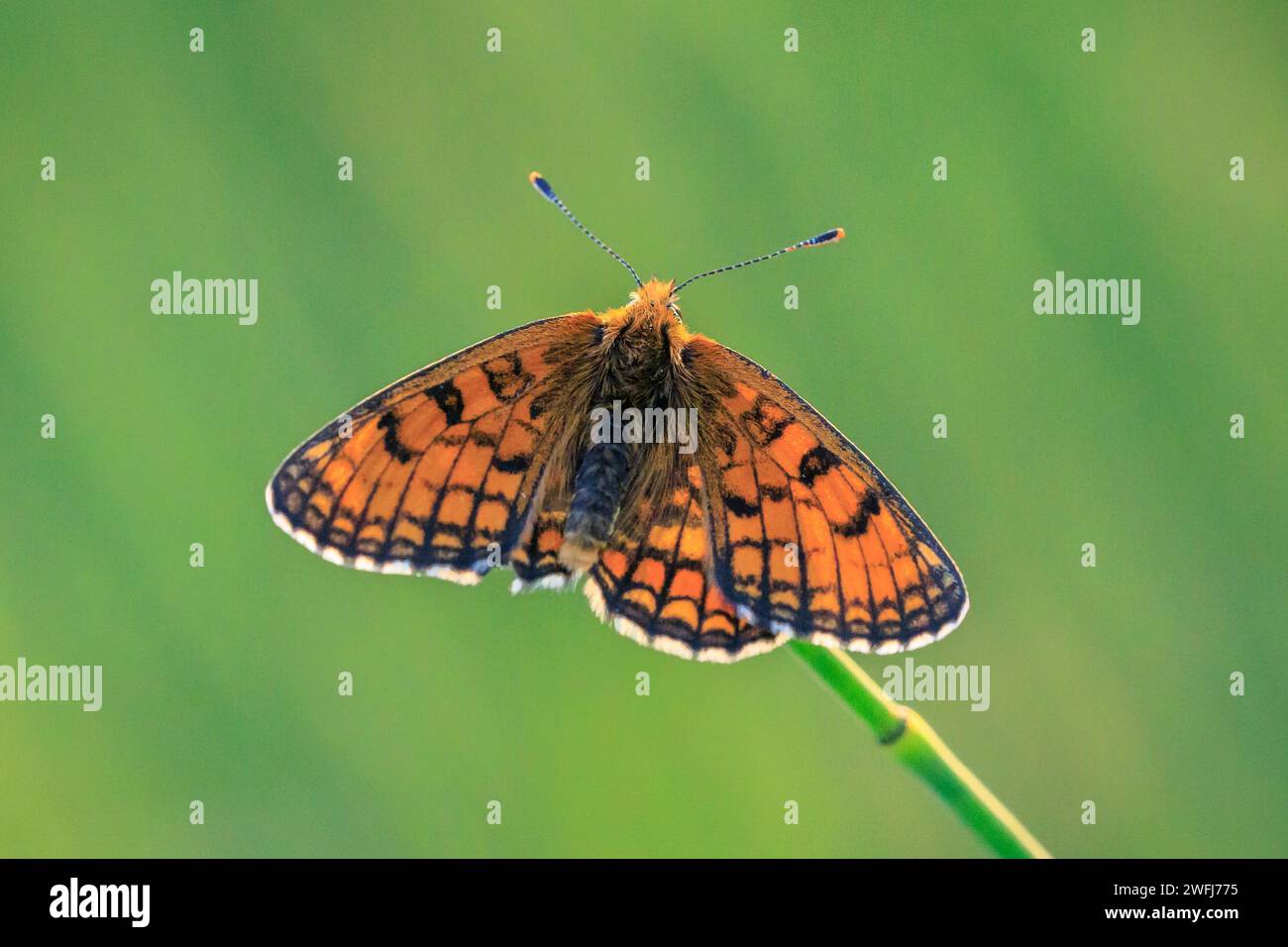 Heath farfalla di fritillary, melitaea athalia, impollinante in un campo di fiori Foto Stock