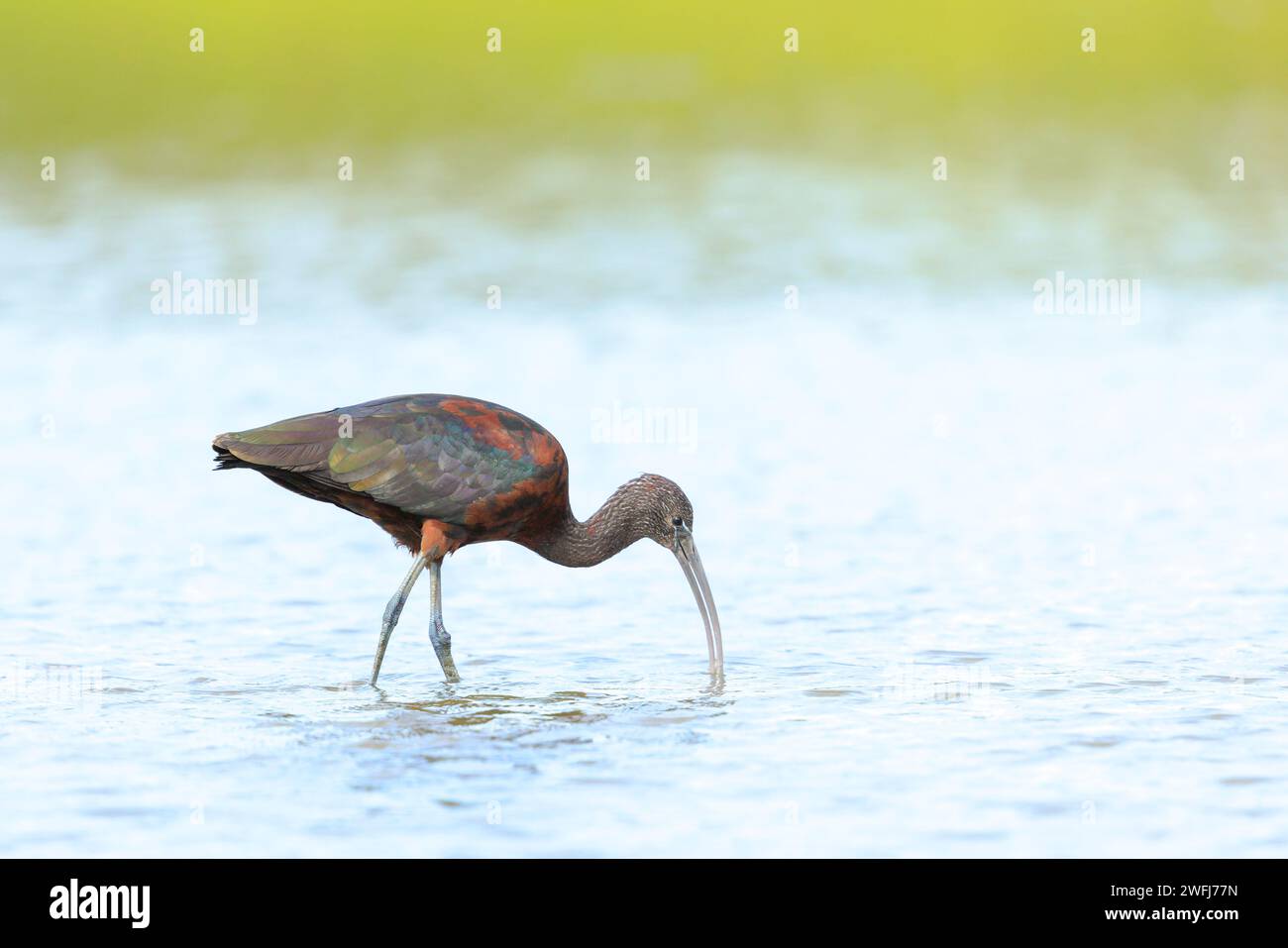 Primo piano di un ibis Glossy, Plegadis falcinellus, uccello che sgusta nel piumaggio che riproduce in acqua Foto Stock