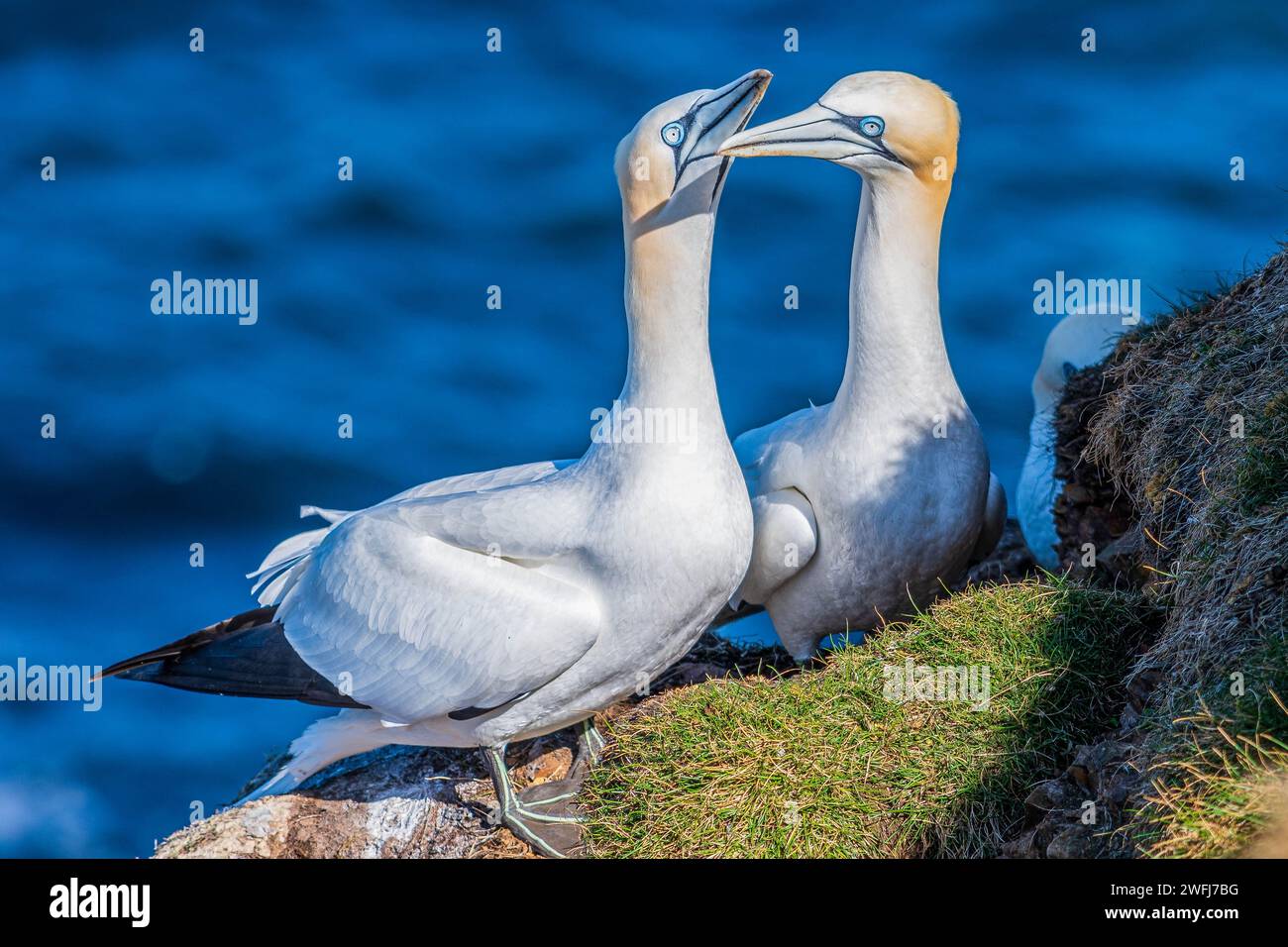 Nisting Gannets, Troup Head, Banff, Scozia Foto Stock