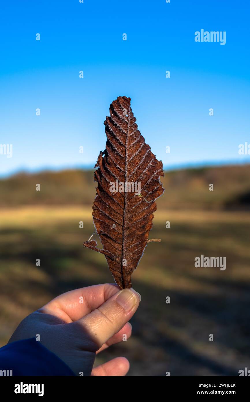 Una mano che regge una foglia ghiacciata contro un cielo azzurro a Naturschutzgebiet Sutschketal. Foto Stock
