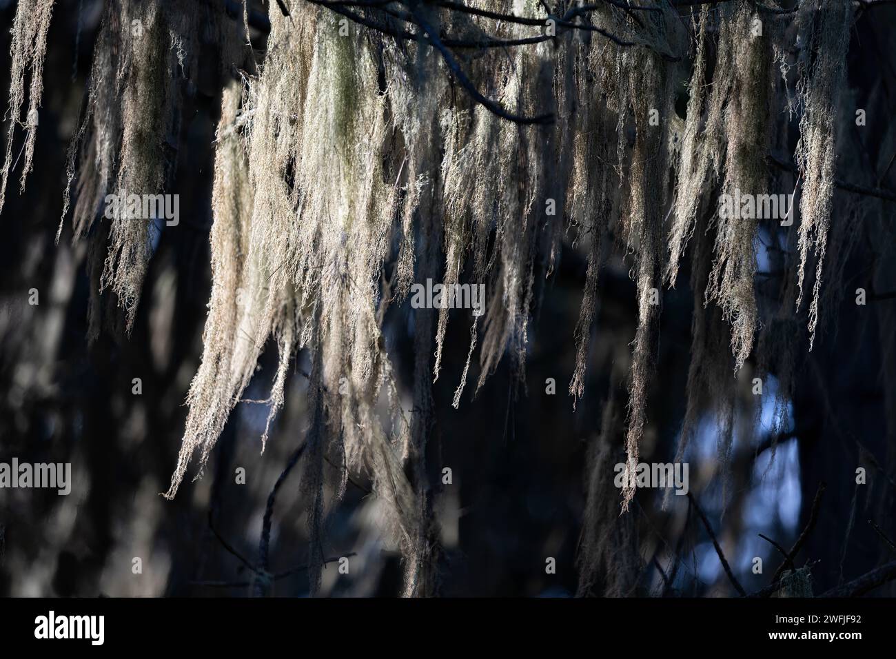 Primo piano di muschio spagnolo, licheni di barba di Old mans su un ramo d'albero. Foto Stock