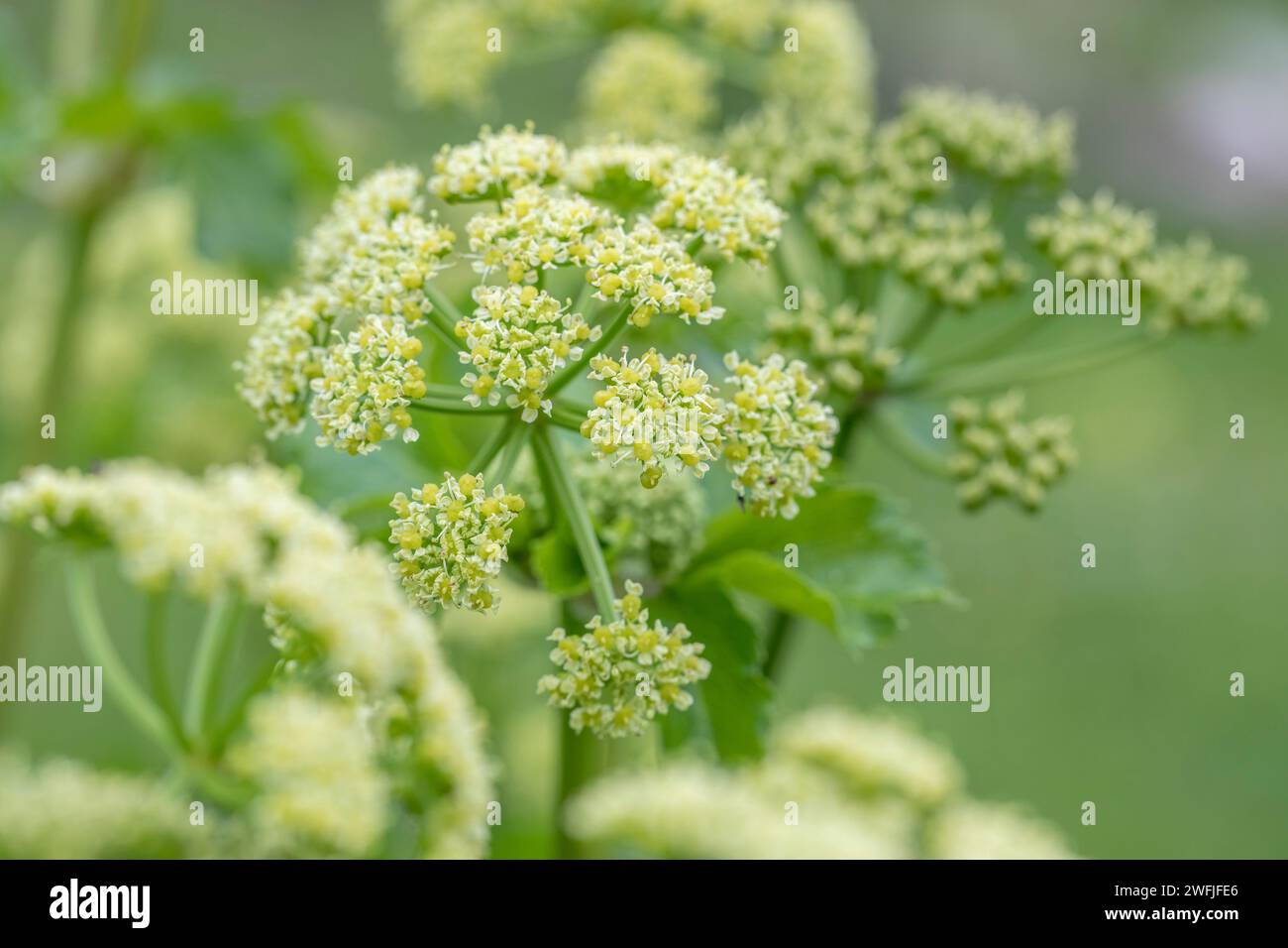 Alexanders; Smyrnium olusatrum; in Flower; UK Foto Stock