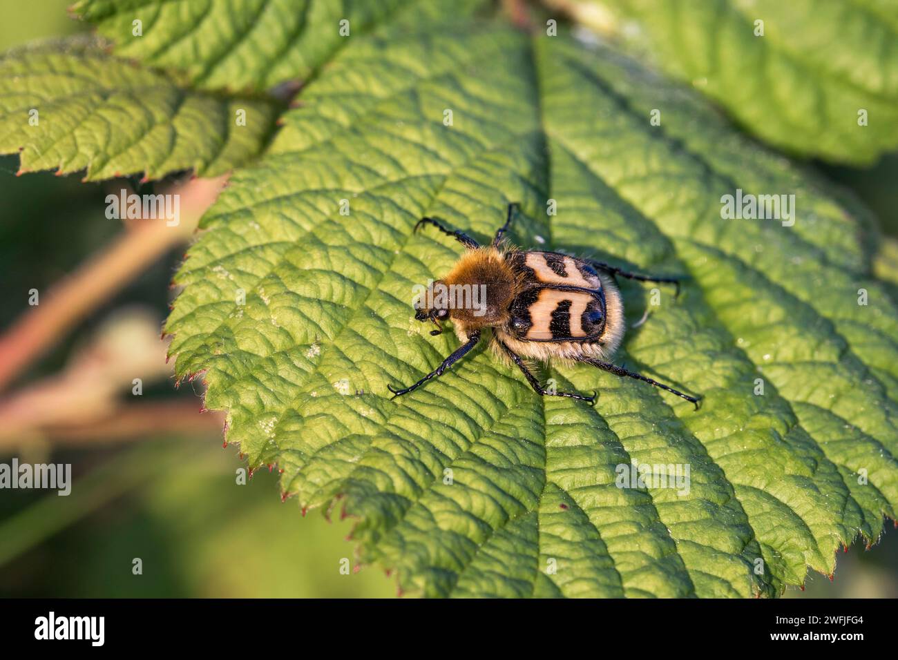 Bee Beetle; Trichius fasciatus; Regno Unito Foto Stock