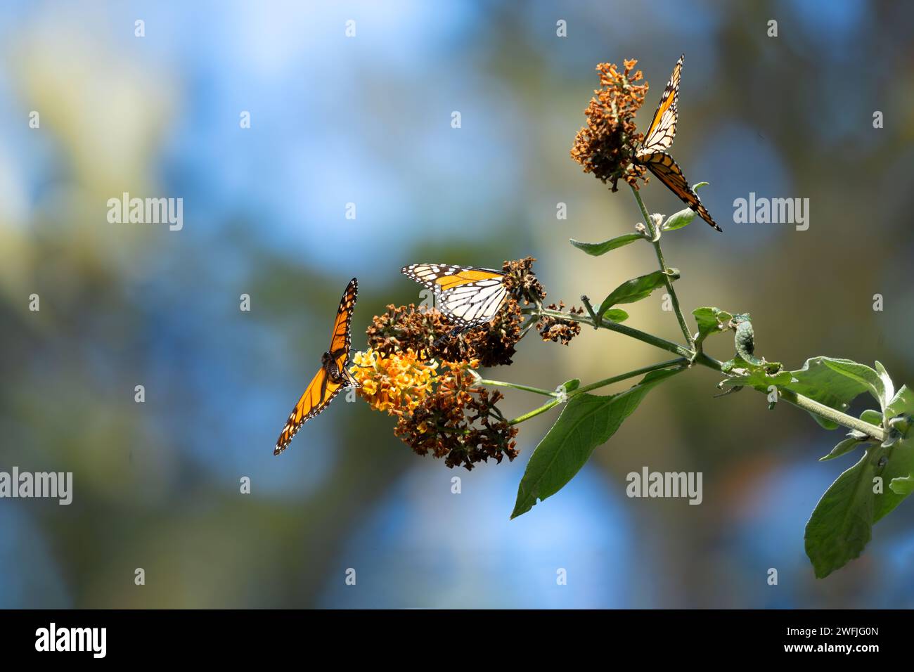 Farfalle monarca che si nutrono di alghe lattiere a Pacific Grove, CA, Foto Stock