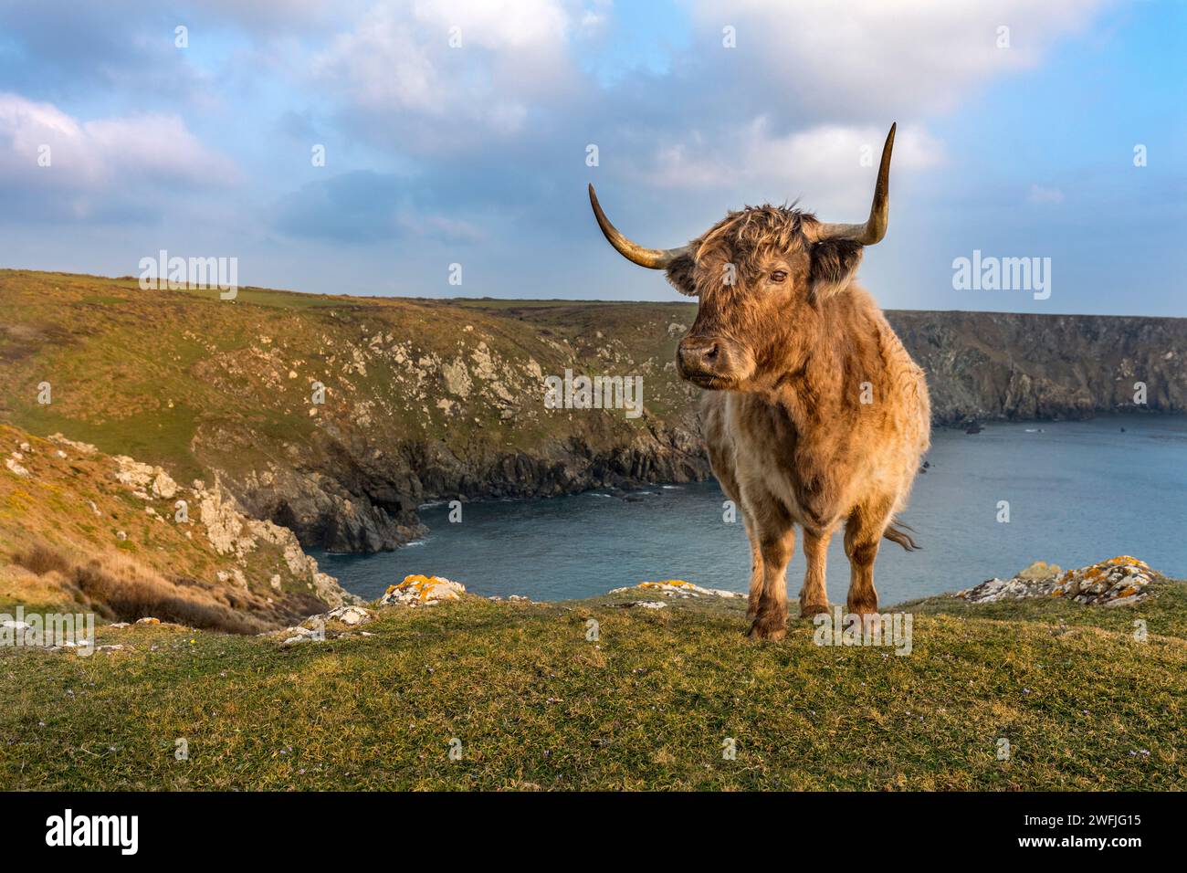 Bovini; Predannick; Cornovaglia; Regno Unito Foto Stock