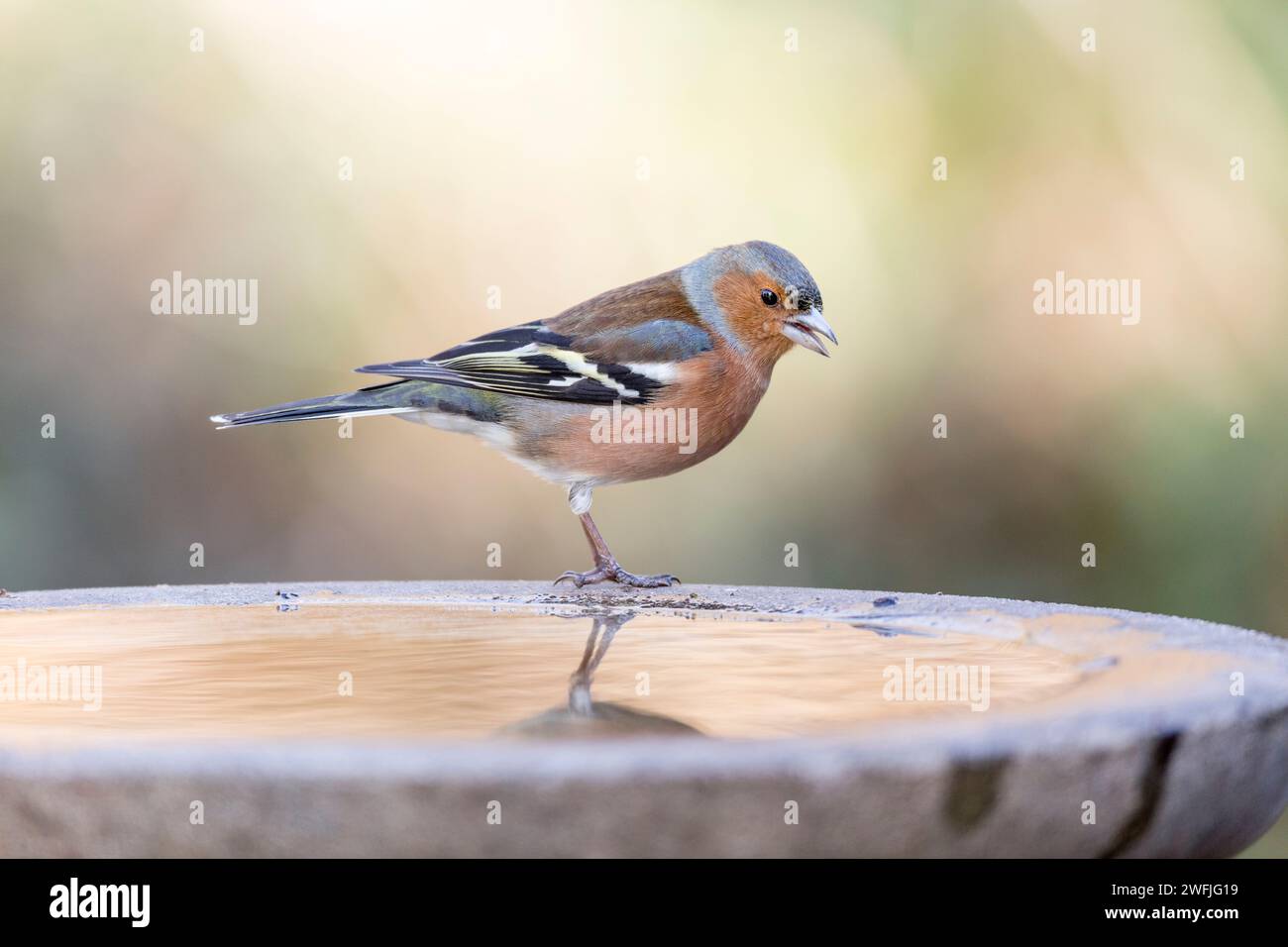 Chaffinch; Fringilla coelebs; maschio; AT Bird Bath; Regno Unito Foto Stock