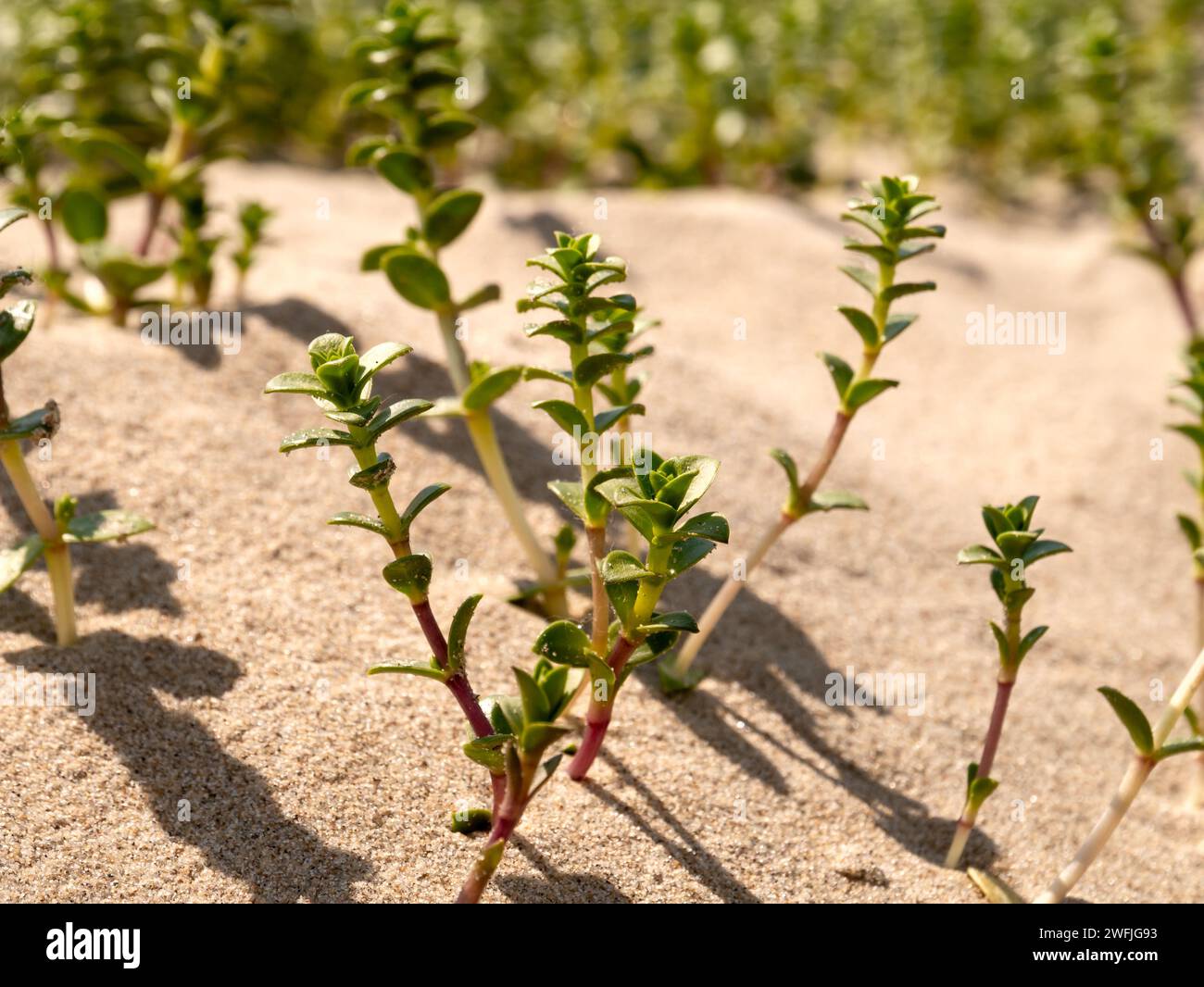 Erba arenaria marina, Hockenya peploides, che cresce nella sabbia ai margini del mare, riserva naturale Kwade Hoek, Goeree, Zuid-Holland, Paesi Bassi Foto Stock