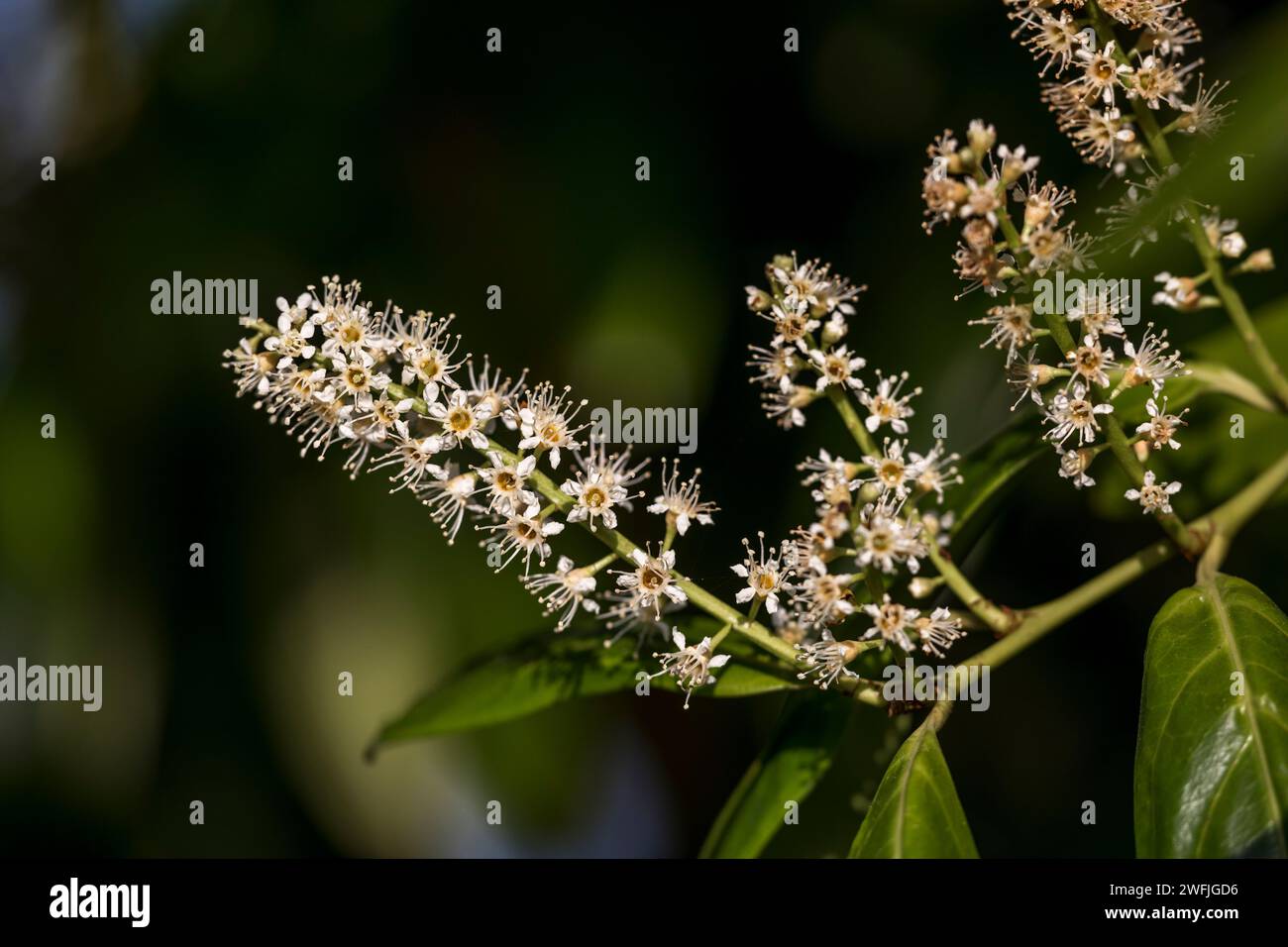 Cherry Laurel; Prunus laurocerasus; Flowers; UK Foto Stock