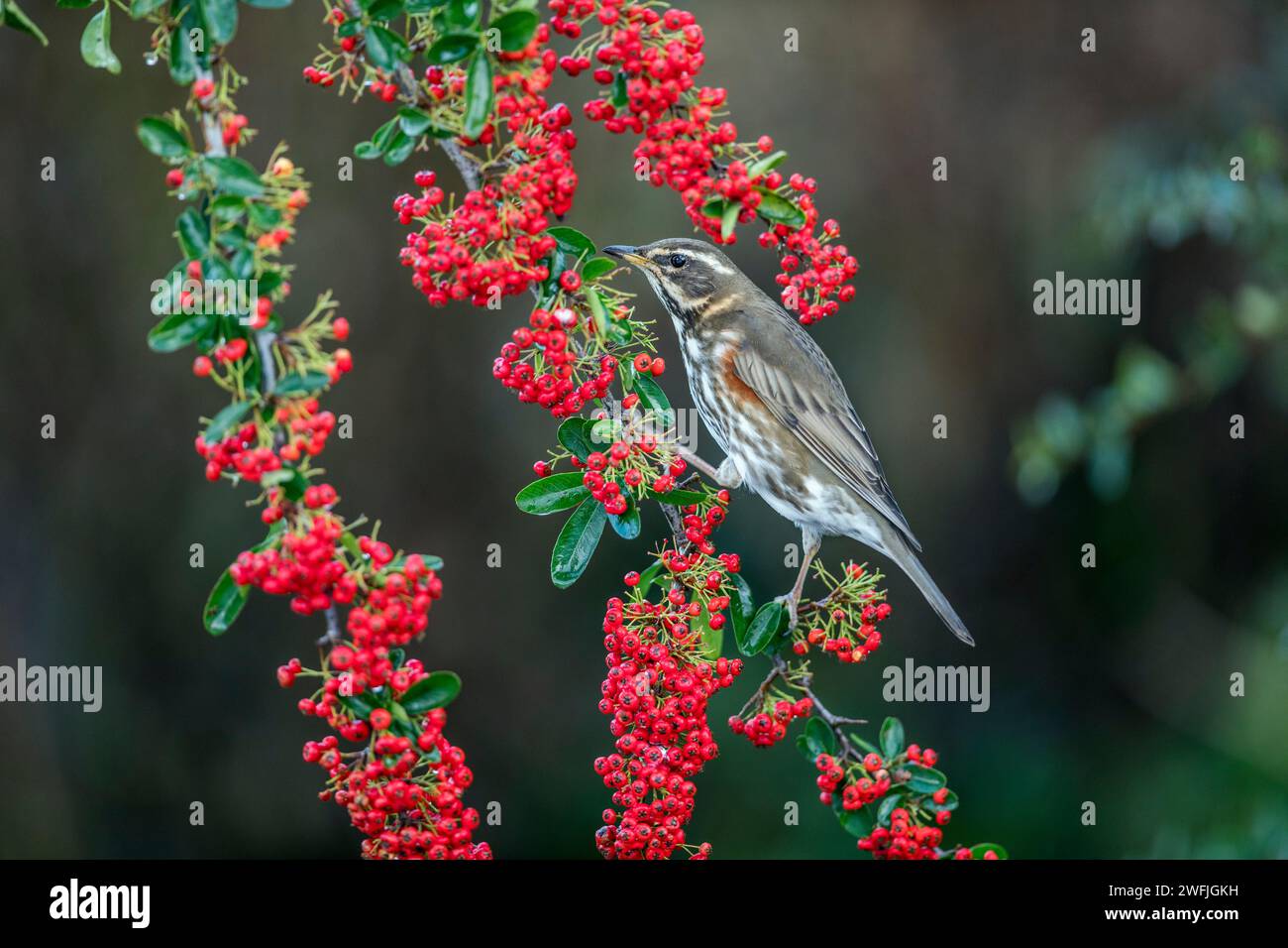 Redwing; Turdus iliacus; su Pyracantha; UK Foto Stock