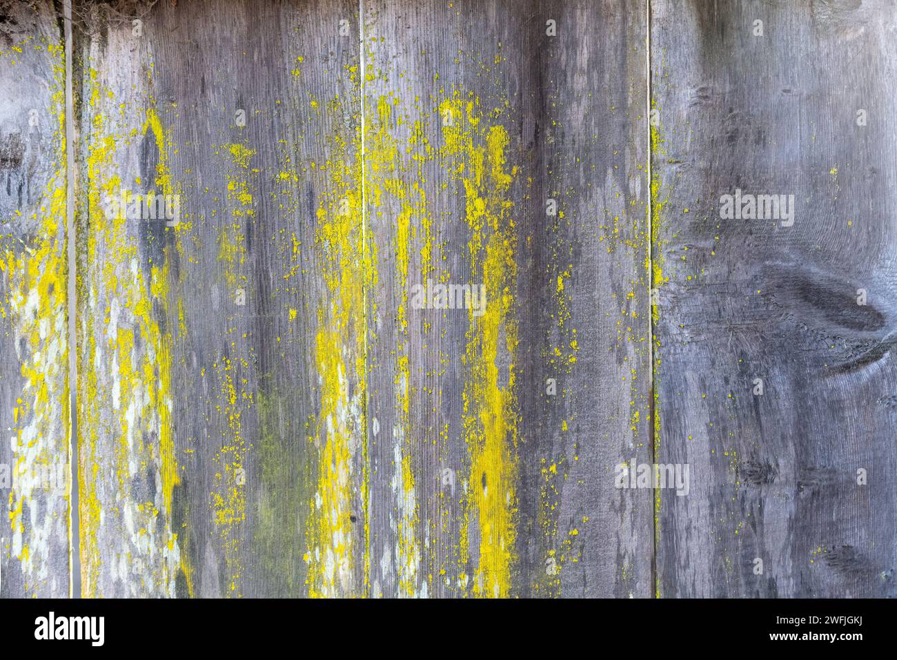 Vecchia recinzione di legno con lichene. Contesto. Foto Stock