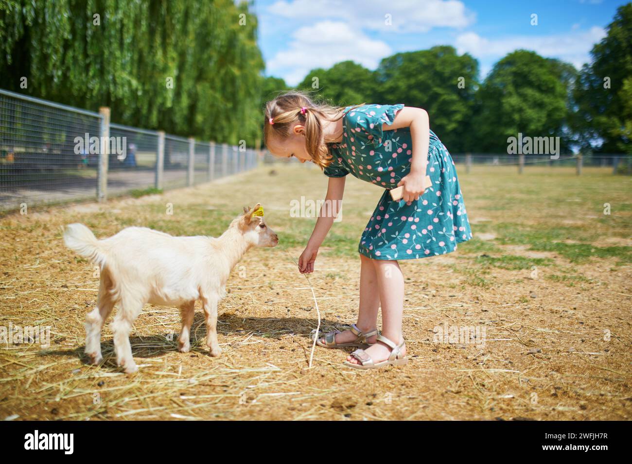 Adorabile bambina che gioca con le capre alla fattoria. Bambino che si familiarizza con gli animali. Agricoltura e giardinaggio per bambini piccoli. Estate all'aperto AC Foto Stock