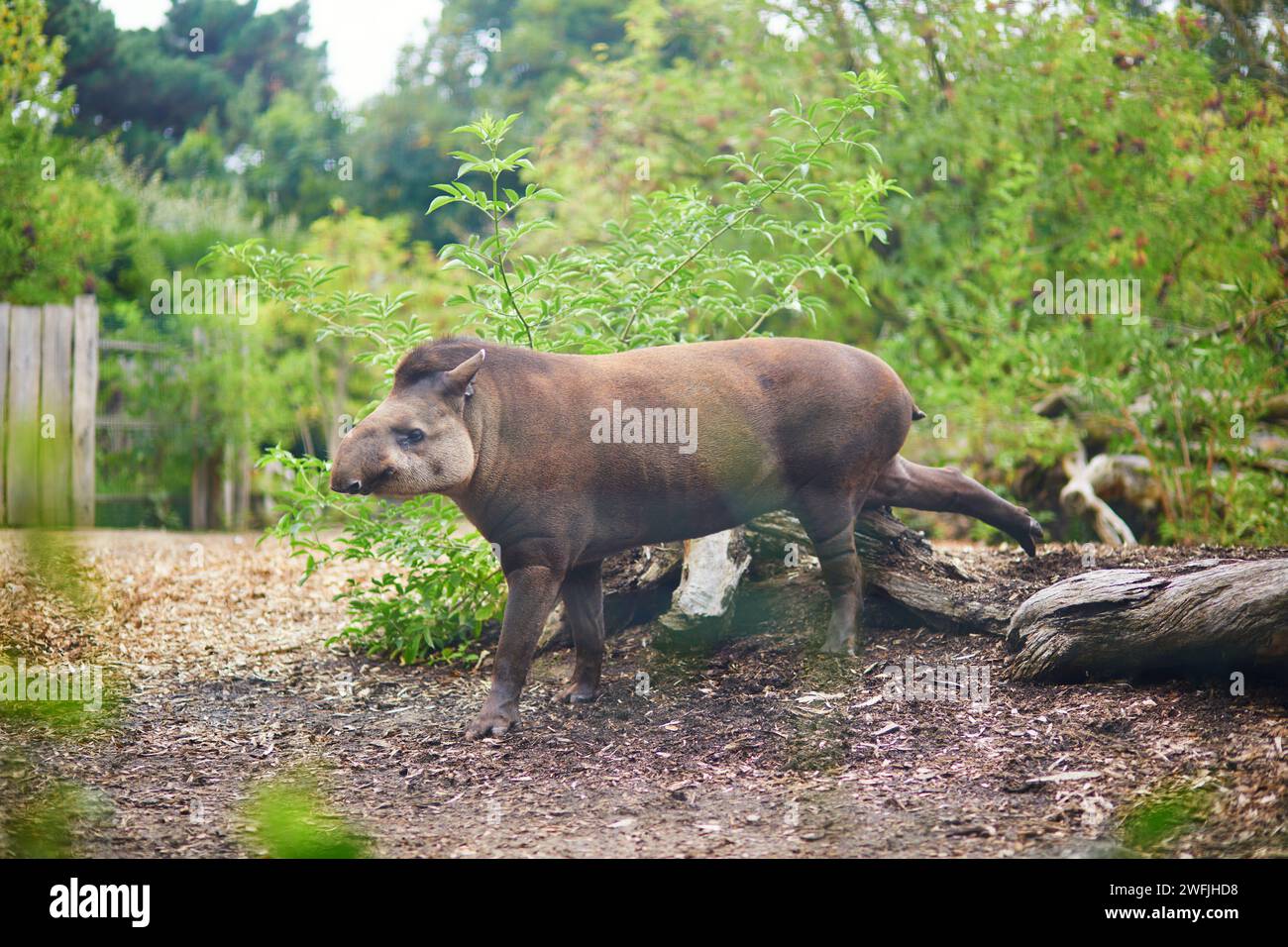 Tapir sudamericano nello zoo o nel parco safari Foto Stock