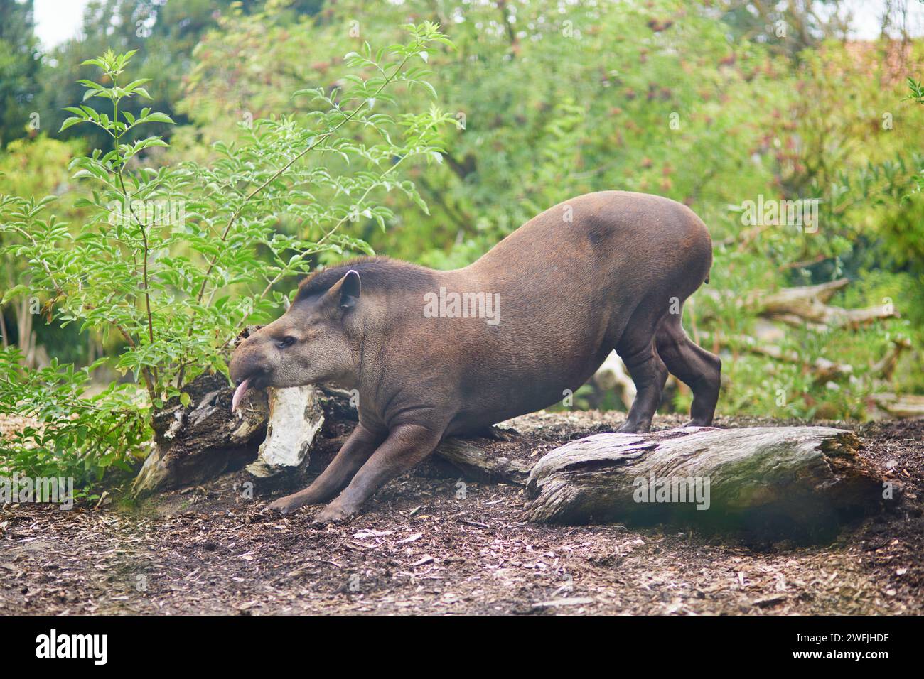 Tapir sudamericano nello zoo o nel parco safari Foto Stock
