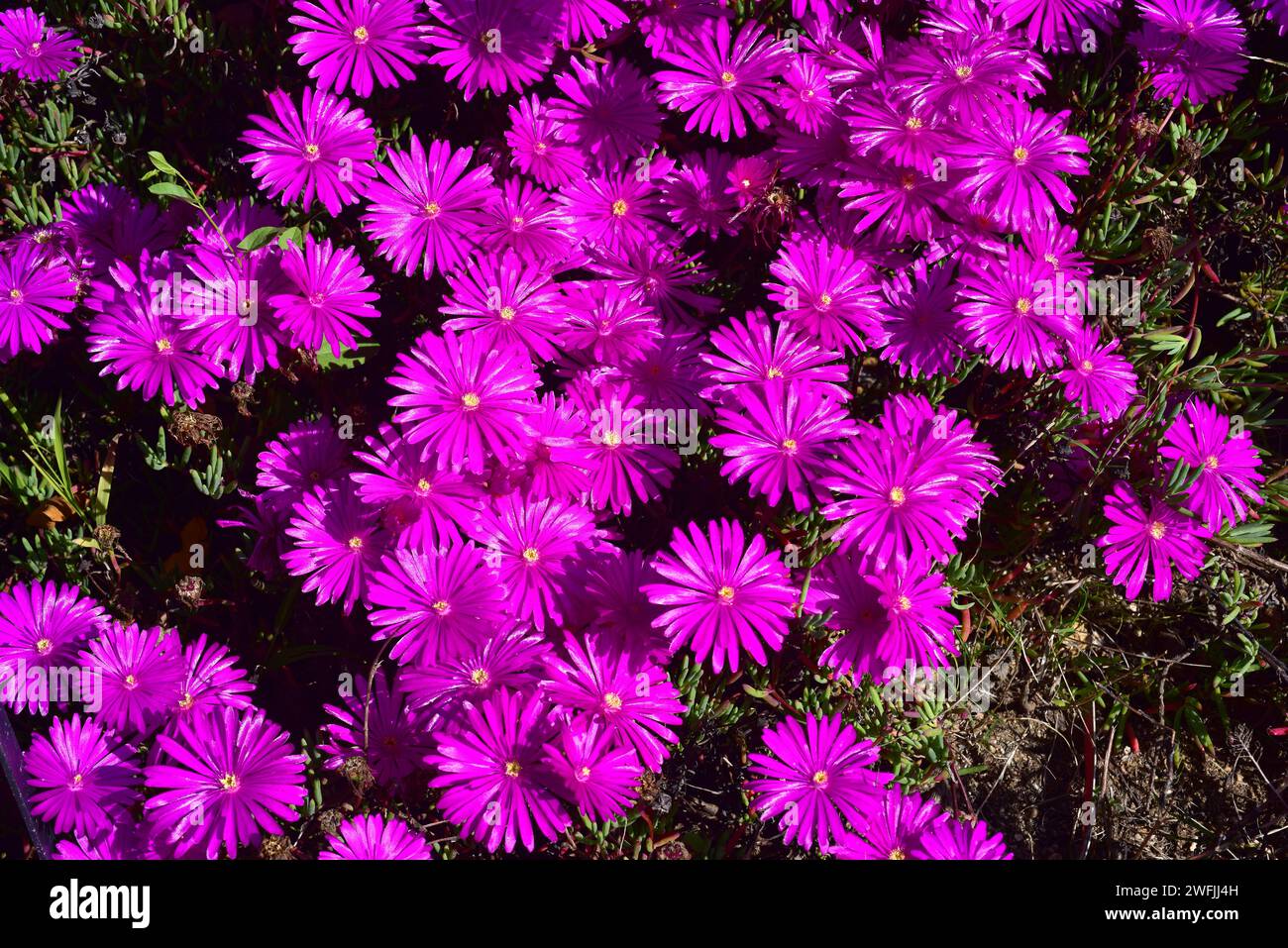 Il lampranthus Darling (Lampranthus amenus) è una pianta succulente strisciante originaria dell'Africa meridionale. Fiori dettaglio. Foto Stock