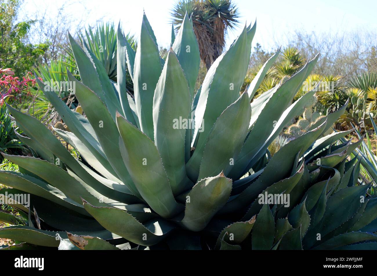 Maguey pichomel (Agave marmorata) è una pianta succulenta endemica del Messico. Foto Stock