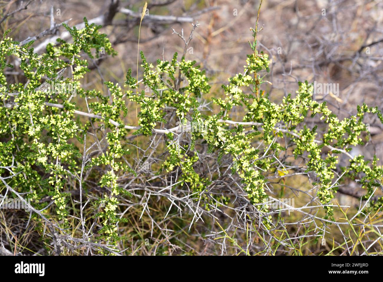 Gli asparagi selvatici (Asparagus acutifolius) sono un arbusto perenne originario del bacino del Mediterraneo. Dettagli fiori e foglie. Questa foto è stata scattata in Alt E. Foto Stock