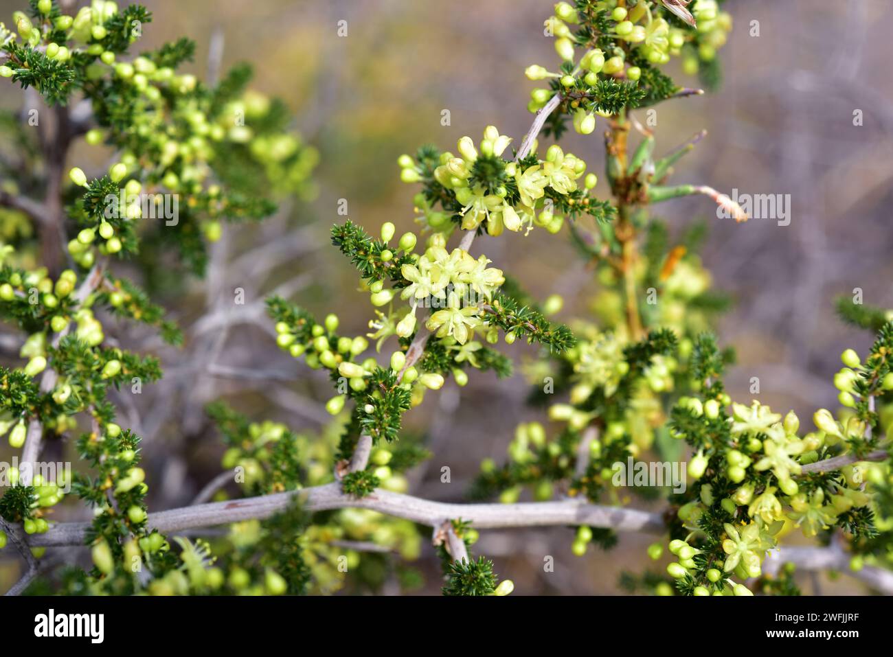 Gli asparagi selvatici (Asparagus acutifolius) sono un arbusto perenne originario del bacino del Mediterraneo. Dettagli fiori e foglie. Questa foto è stata scattata in Alt E. Foto Stock