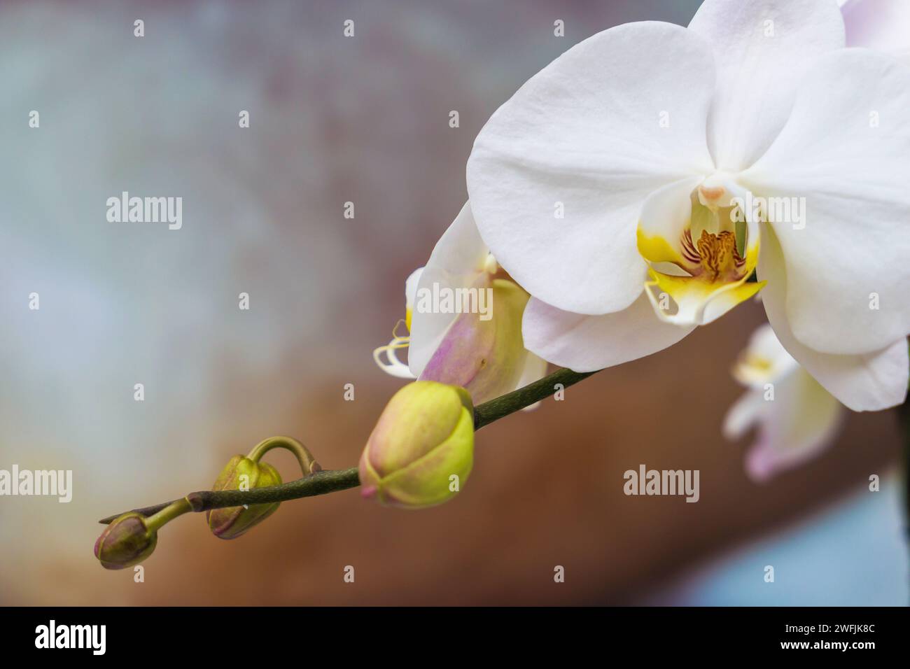 Orchidea bianca - Phalaenopsis Foto Stock