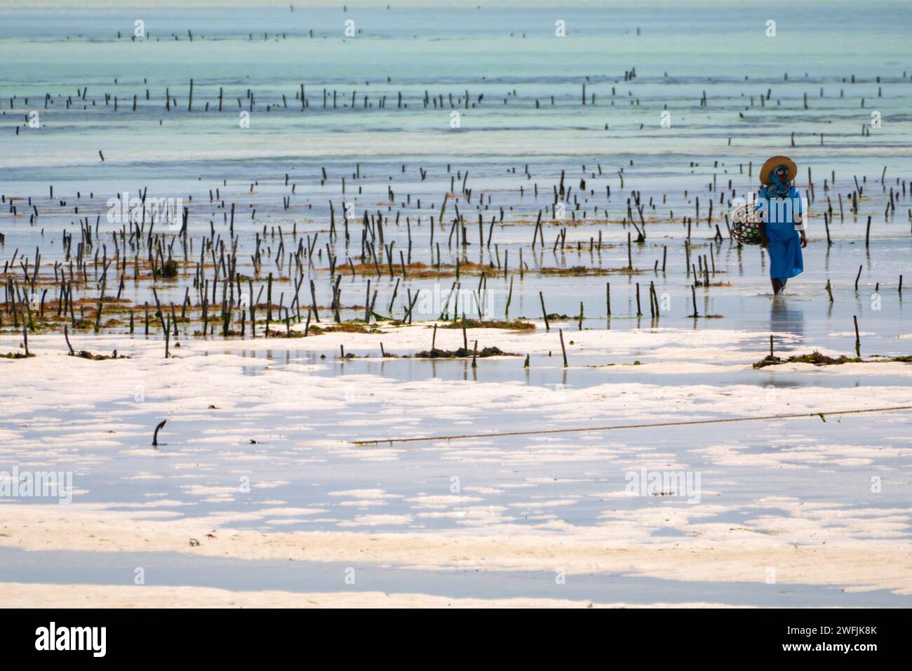 Allevamento di alghe a Zanzibar le donne raccolgono alghe per sapone, cosmetici e medicine, Zanzibar, Tanzania Foto Stock