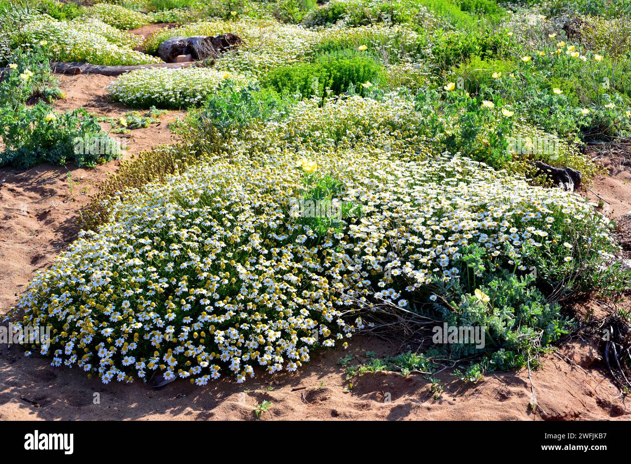 La camomilla di mare (Anthemis maritima) è un'erba perenne originaria del bacino del Mediterraneo occidentale. Questa foto è stata scattata a Cala Pilar, Minorca, Baleari Foto Stock