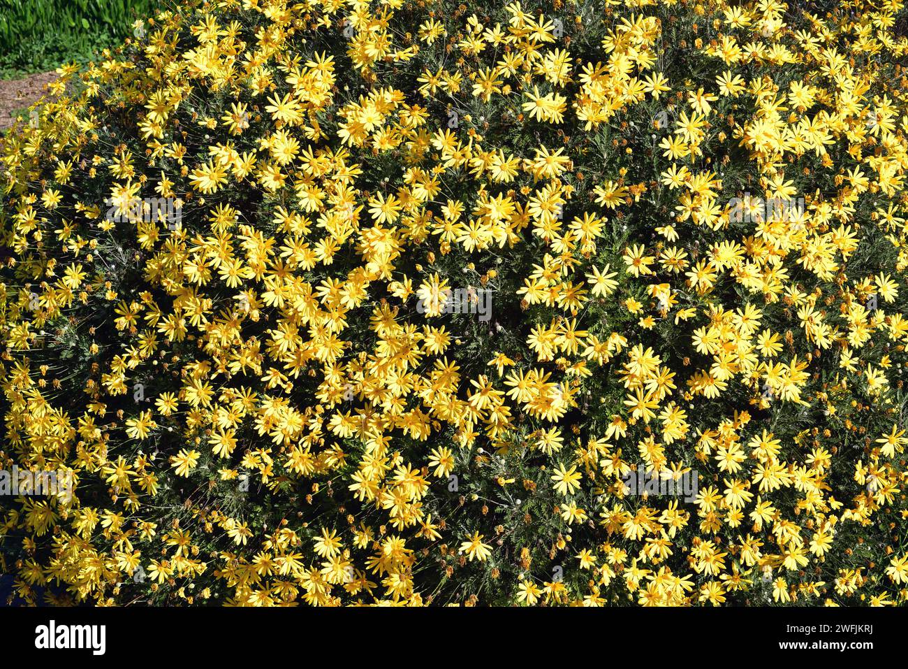 Il bush daisy giallo (Euryops pectinatus) è un arbusto sempreverde endemico del Sudafrica. Pianta fiorente. Foto Stock