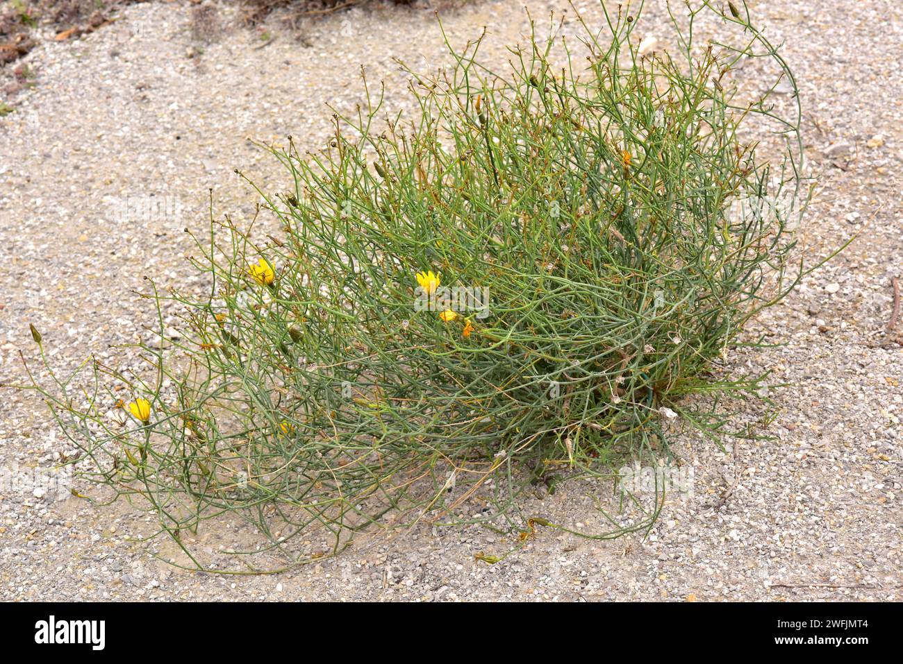 Lechuguilla falsa (Launaea fragilis) è un'erba perenne originaria della Spagna orientale e dell'Africa nordoccidentale. Pianta fiorente. Foto Stock
