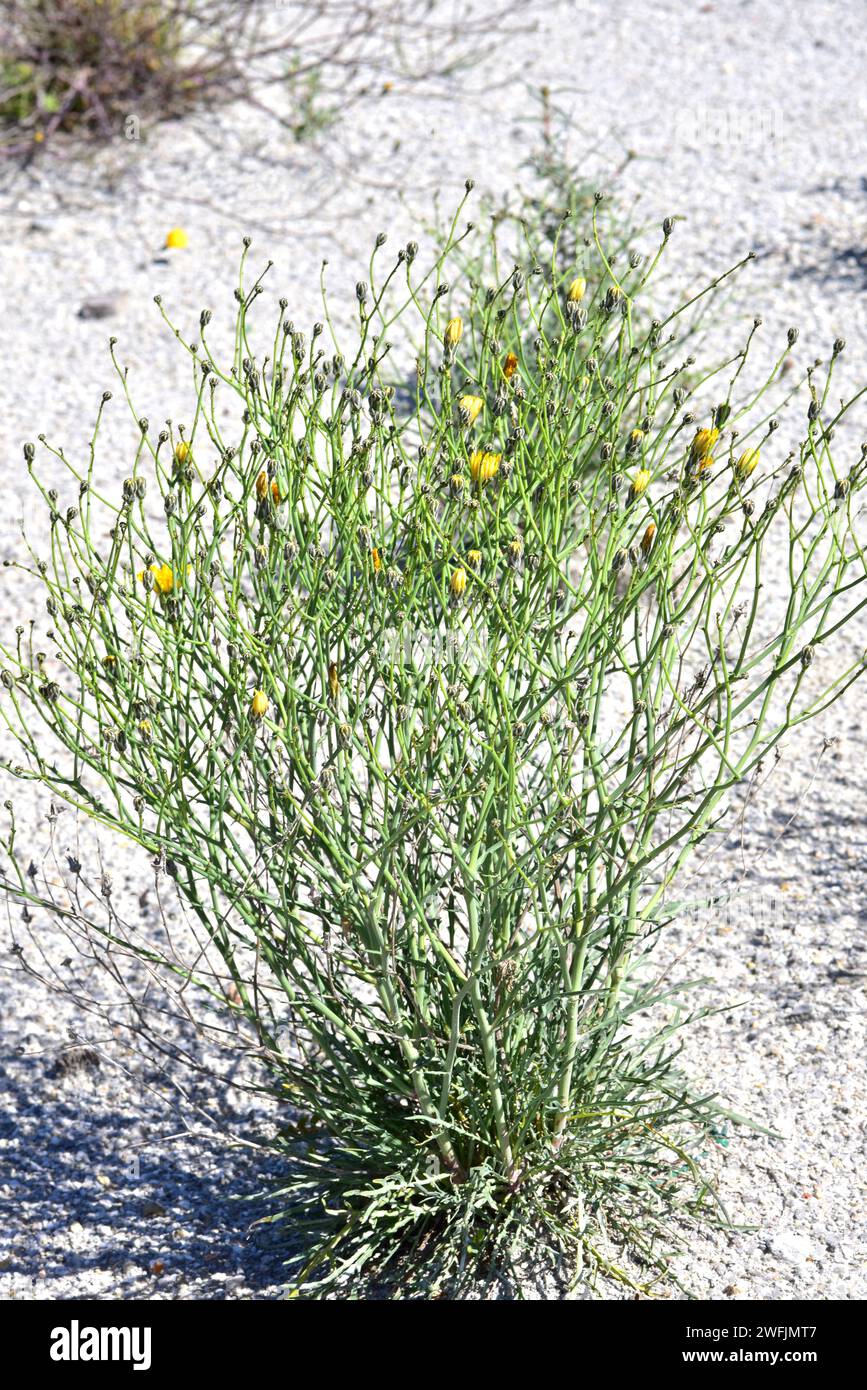 Lechuguilla falsa (Launaea fragilis) è un'erba perenne originaria della Spagna orientale e dell'Africa nordoccidentale. Pianta fiorente. Foto Stock