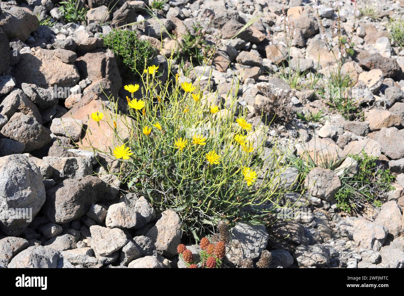 La Lechuguilla falsa (Launaea fragilis) è un'erba perenne originaria della Spagna orientale e dell'Africa nordoccidentale. Questa foto è stata scattata a Cabo de Gata Natural Foto Stock