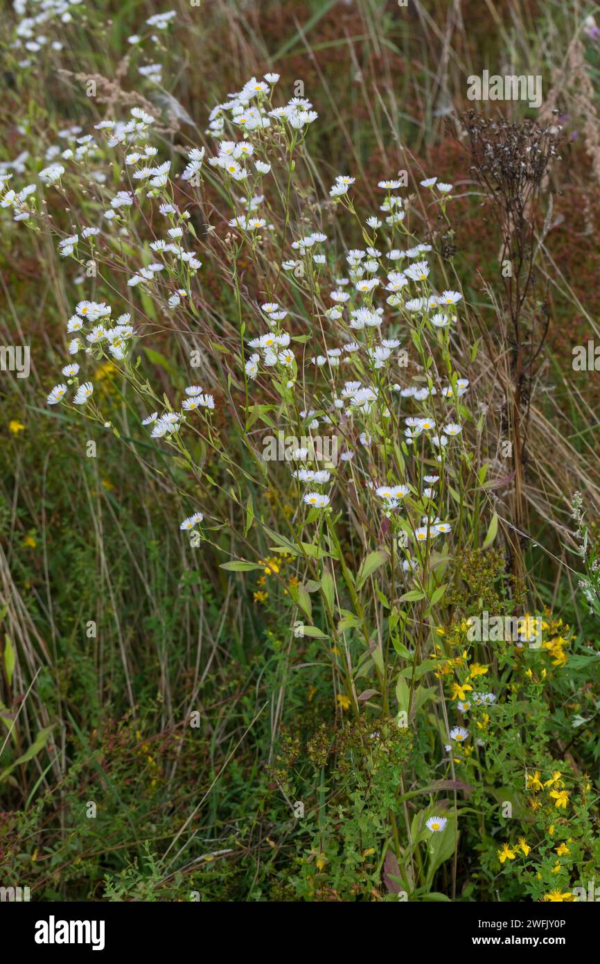 Einjähriges Berufkraut, Einjähriges Berufskraut, Weißes Berufkraut, Feinstrahl, Einjähriger Feinstrahl, Feinstrahl-Berufkraut, Erigeron annuus, annuale Foto Stock