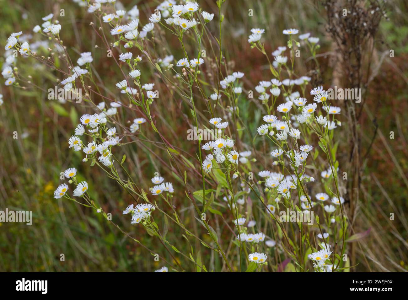 Einjähriges Berufkraut, Einjähriges Berufskraut, Weißes Berufkraut, Feinstrahl, Einjähriger Feinstrahl, Feinstrahl-Berufkraut, Erigeron annuus, annuale Foto Stock