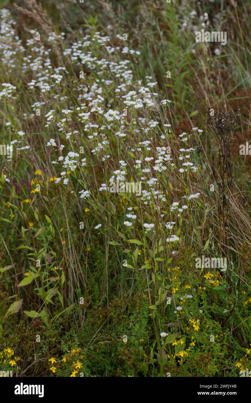 Einjähriges Berufkraut, Einjähriges Berufskraut, Weißes Berufkraut, Feinstrahl, Einjähriger Feinstrahl, Feinstrahl-Berufkraut, Erigeron annuus, annuale Foto Stock