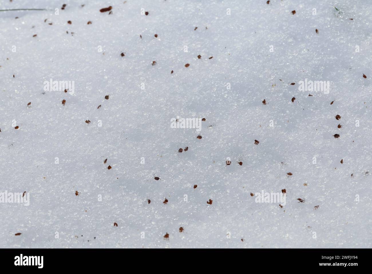 Schwarz-Erle, Schwarzerle, Erle, Samen auf Schnee, Erlensamen, Erlen-Samen, Alnus glutinosa, Common Alder, Alder, seme, Aulne glutineux Foto Stock