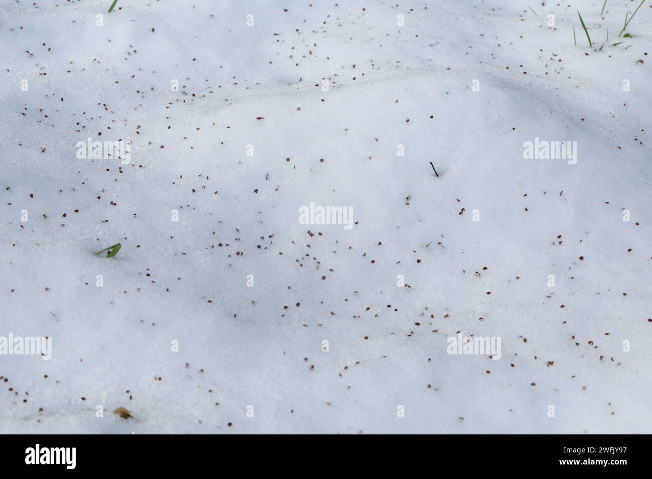 Schwarz-Erle, Schwarzerle, Erle, Samen auf Schnee, Erlensamen, Erlen-Samen, Alnus glutinosa, Common Alder, Alder, seme, Aulne glutineux Foto Stock